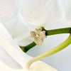 Orchid Collection
